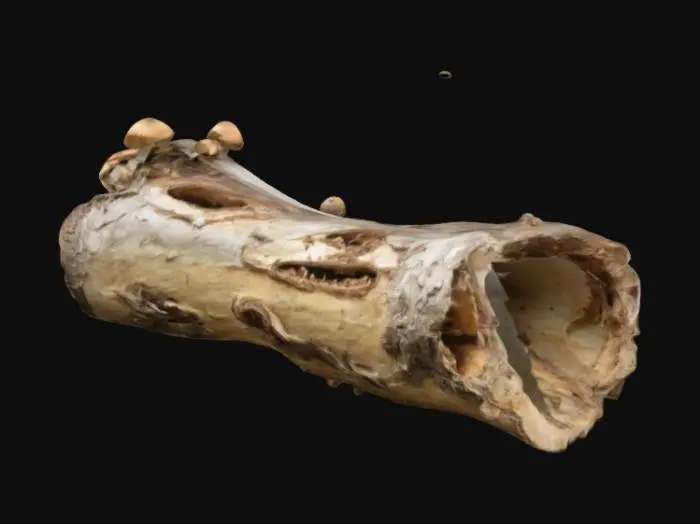 3D model for a down decaying mother log (40 feet long and 14 feet in diameter) hollowed on the inside; mushrooms growing on the outside shell; the bark chipping and pealing away