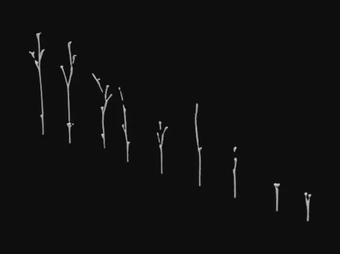3D model for Small Sitka spruce and western hemlock saplings grow from rich, dark soil in a bordered plot. The spruce have thin, smooth trunks and soft green needles; the hemlock have slender, drooping branches with flat needles. Around them sprout low dwarf dogwood and young fireweed. The soil is damp with mulch, and water droplets cling to the leaves. All plants are healthy, small, and reaching toward the light.