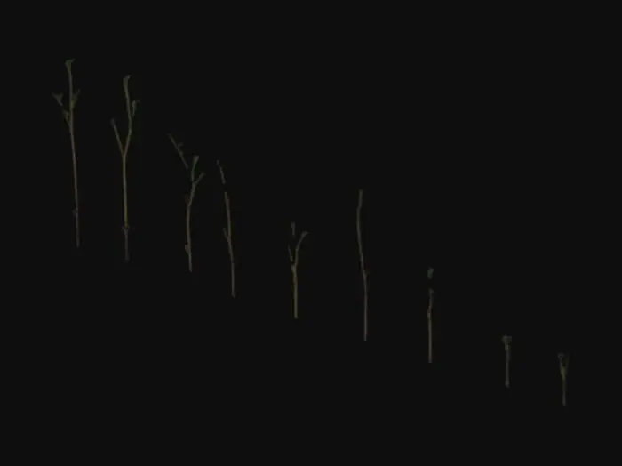 3D model for Small Sitka spruce and western hemlock saplings grow from rich, dark soil in a bordered plot. The spruce have thin, smooth trunks and soft green needles; the hemlock have slender, drooping branches with flat needles. Around them sprout low dwarf dogwood and young fireweed. The soil is damp with mulch, and water droplets cling to the leaves. All plants are healthy, small, and reaching toward the light.