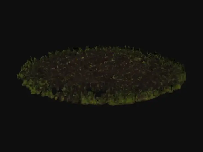 3D model for Small Sitka spruce and western hemlock saplings grow from rich, dark soil in a bordered plot. The spruce have thin, smooth trunks and soft green needles; the hemlock have slender, drooping branches with flat needles. Around them sprout low dwarf dogwood and young fireweed. The soil is damp with mulch, and water droplets cling to the leaves. All plants are healthy, small, and reaching toward the light.