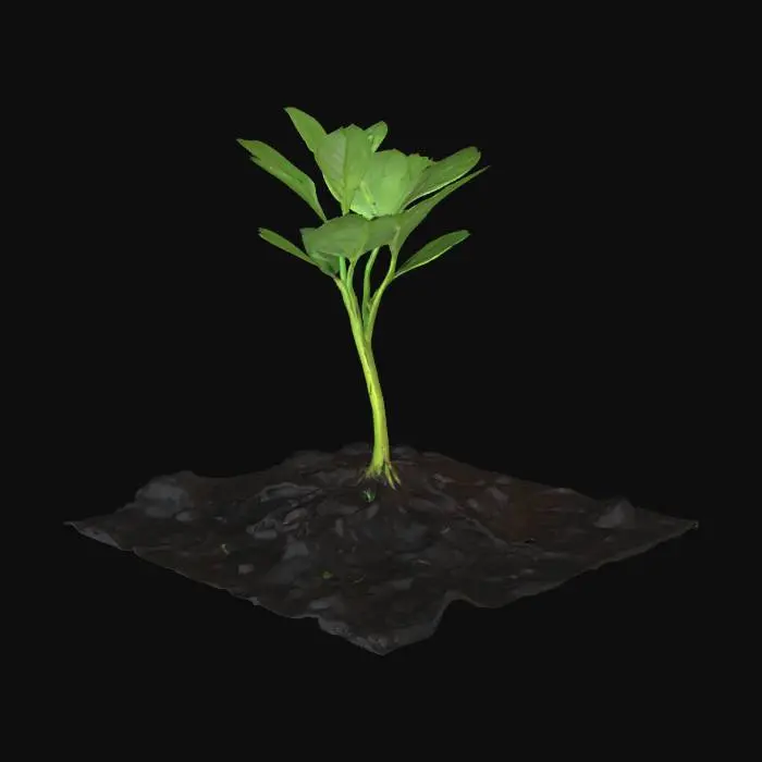 3D model for Emergence