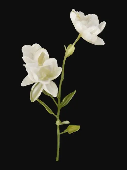 3D model for White Blooms