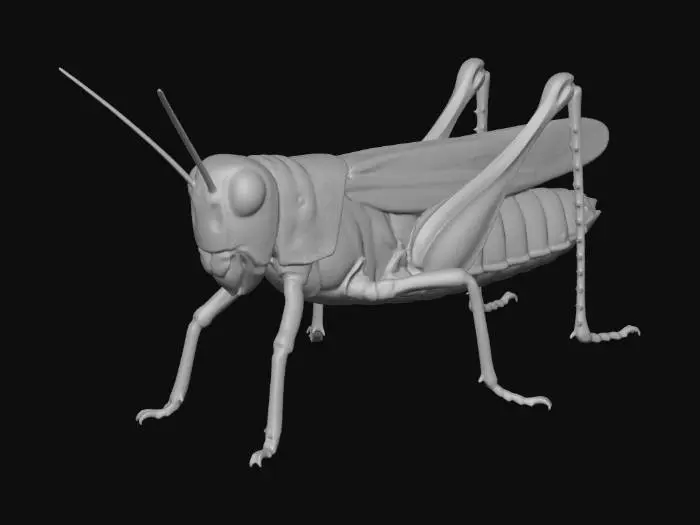 3D model for External Anatomy of a Grasshopper