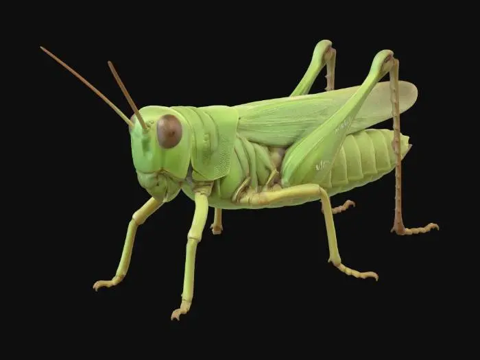 3D model for External Anatomy of a Grasshopper