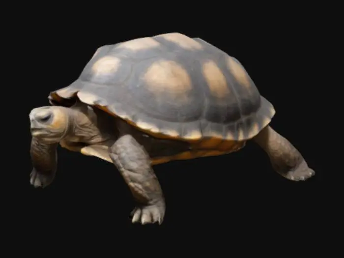 3D model for SCP-4398 is a tortoise of unknown age resembling a young Chelonoidis nigra (Galápagos tortoise).