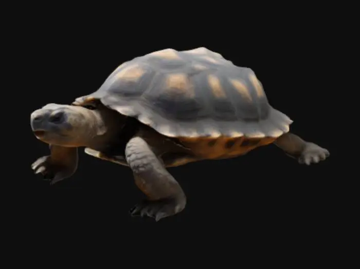 3D model for SCP-4398 is a tortoise of unknown age resembling a young Chelonoidis nigra (Galápagos tortoise).