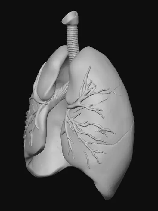 3D model for Create a highly realistic 3D human lungs model with detailed textures, natural soft tissue look, visible bronchi and blood vessels, accurate anatomy, and lifelike color variations from light pink to dark red.”
