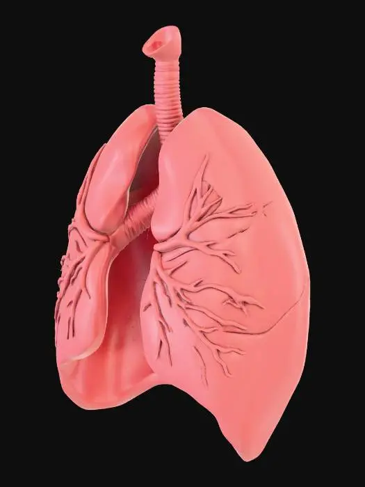 3D model for Create a highly realistic 3D human lungs model with detailed textures, natural soft tissue look, visible bronchi and blood vessels, accurate anatomy, and lifelike color variations from light pink to dark red.”