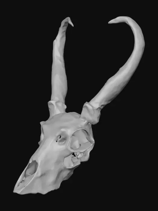 3D model for Antelope