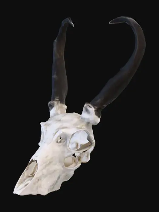 3D model for Antelope