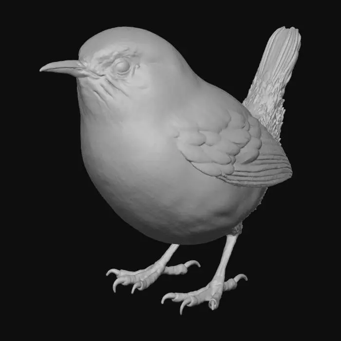 3D model for Wren Illustration