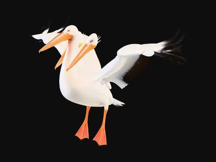 3D model for Pelican with white feathered body, big head with orange beak, blue eyes, large white wings with black trim,  stretched out ready to fly orange legs and feet