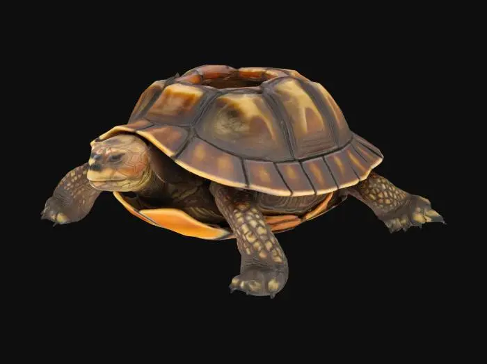 3D model for high quality high detail advanced texturing box turtle with hollow circle in top of shell.