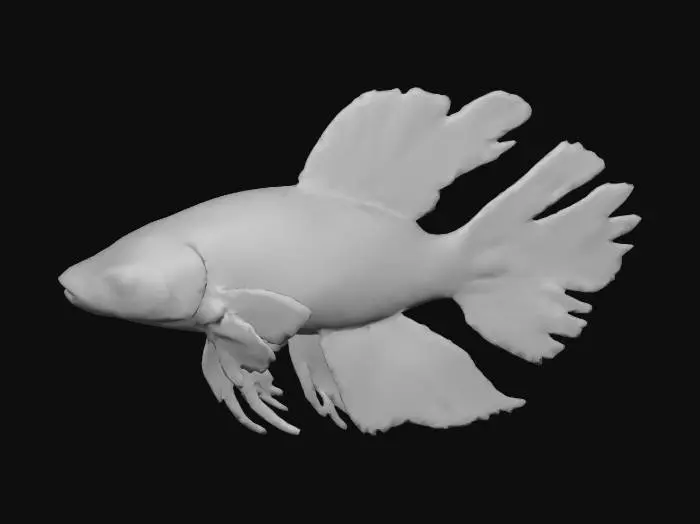 3D model for A magnificent Betta fish, crafted with impeccable seamlessness, where every fin is perfectly integrated into its body without any separate or detached sections. Its iridescent scales gleam with a base of deep sapphire blue, smoothly transitioning into a dazzling array of crimson and gold across its expansive fins. The caudal fin is a single, beautifully connected, double-lobed structure, unfurling like a silken banner. All fins exhibit a delicate, flowing texture, contributing to the fish's elegant, unified form and majestic presence.