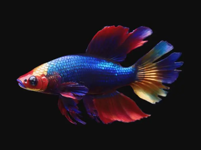 3D model for A magnificent Betta fish, crafted with impeccable seamlessness, where every fin is perfectly integrated into its body without any separate or detached sections. Its iridescent scales gleam with a base of deep sapphire blue, smoothly transitioning into a dazzling array of crimson and gold across its expansive fins. The caudal fin is a single, beautifully connected, double-lobed structure, unfurling like a silken banner. All fins exhibit a delicate, flowing texture, contributing to the fish's elegant, unified form and majestic presence.