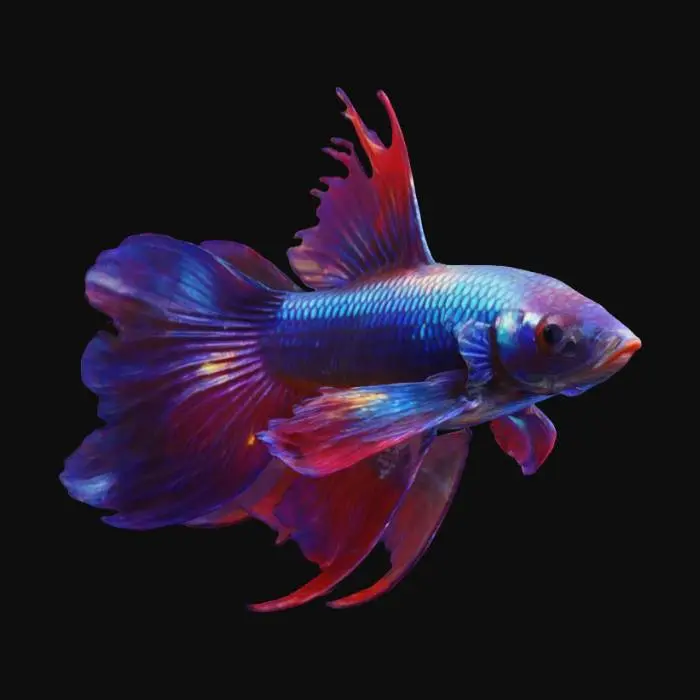 3D model for A magnificent Betta fish, showcasing a vibrant, iridescent body with smoothly flowing fins. Its scales shimmer with a pearlized texture, transitioning from a deep sapphire blue on its body to fiery crimson and opulent gold at the edges of its expansive, veil-like caudal and dorsal fins. The fins are delicate and translucent, rippling gracefully, creating an ethereal, almost fabric-like appearance. Its streamlined, elegant body and subtle gill movements contribute to its captivating and beautiful form.