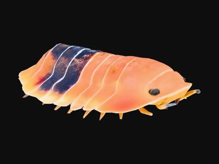 3D model for Rainbow Pillbug