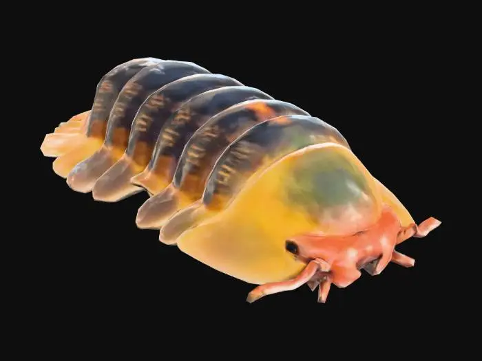 3D model for Rubber Ducky Isopod