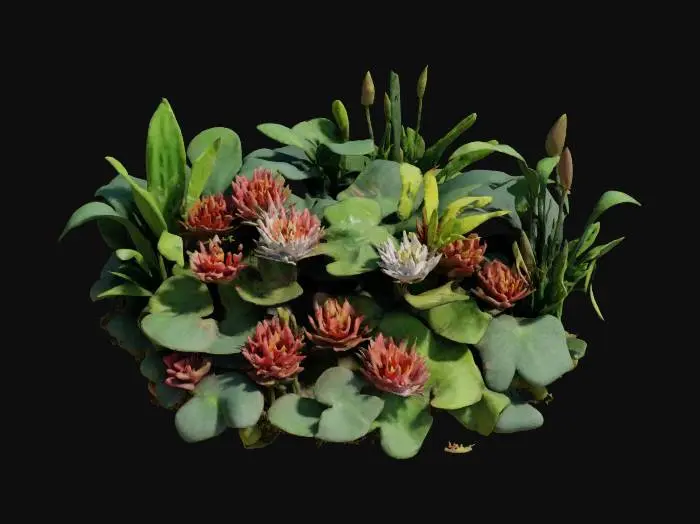 3D model for waterplants