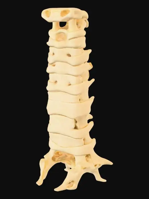 3D model for A Cervical Spine Bone Segment.
