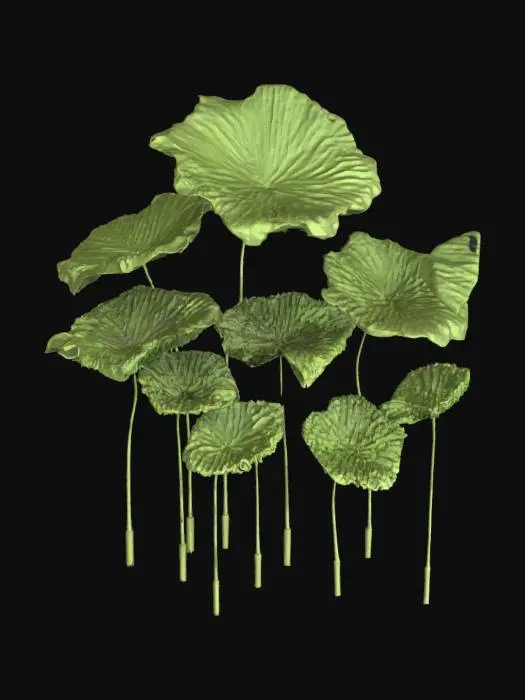 3D model for Lotus Leaves Display