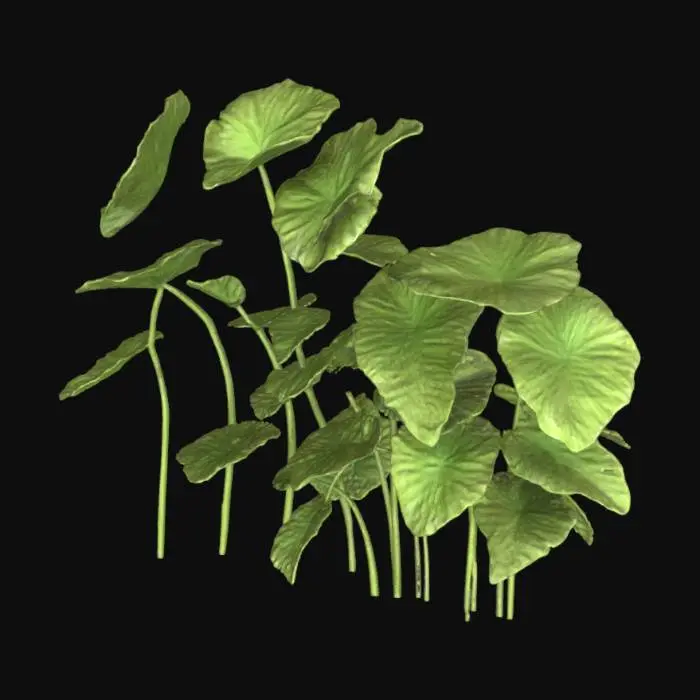 3D model for Lotus Leaves Display