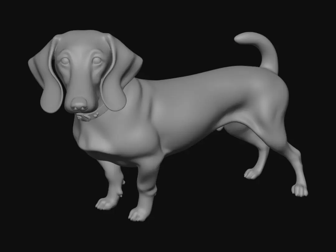 dachshund