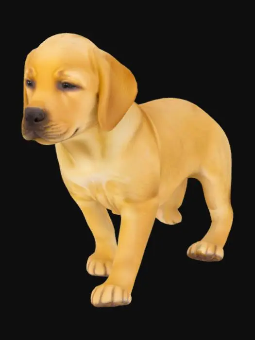 3D model for Golden Labrador Retriever