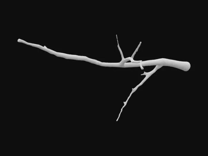 3D model for Solitary Branch