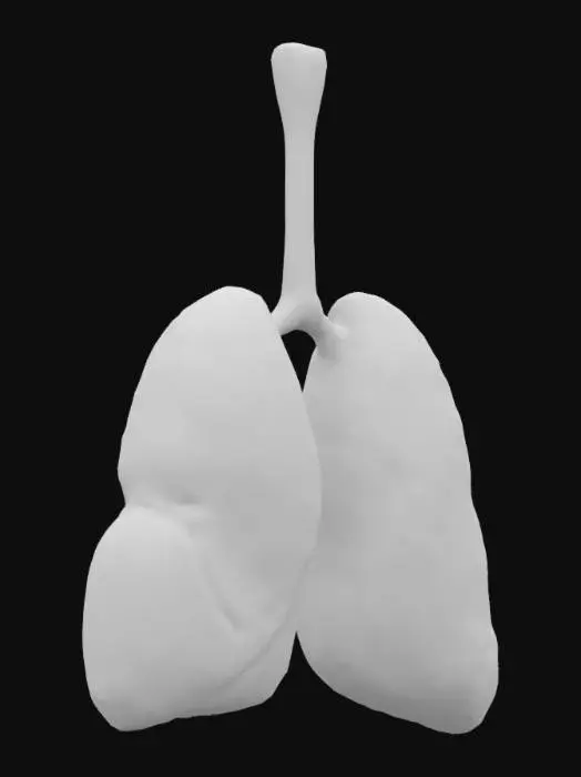3D model for Anatomical Lungs Model