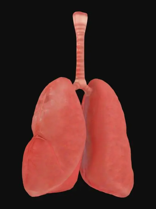 3D model for Anatomical Lungs Model