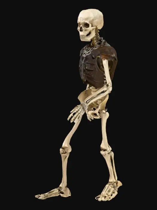 3D model for Skeleton Sentinel
