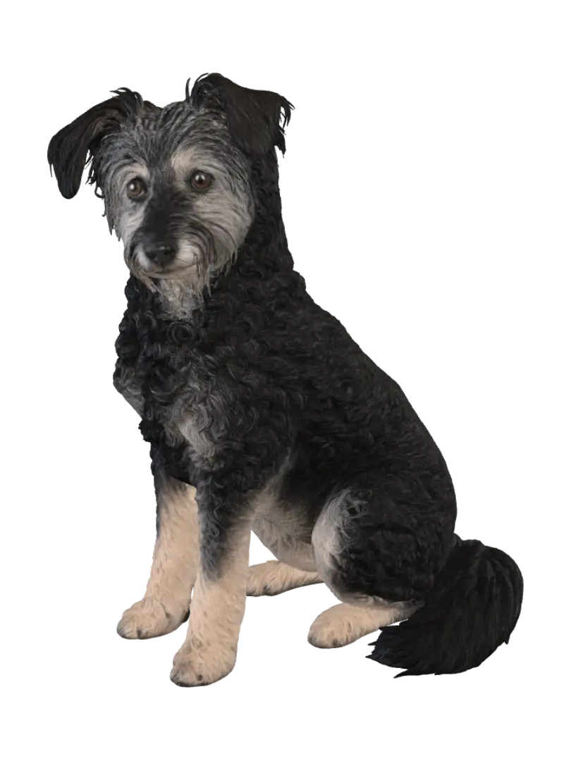 terrier