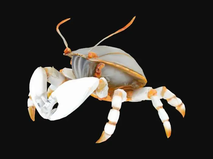 3D model for a silver hermit crab with two stalks
, #ocean#
