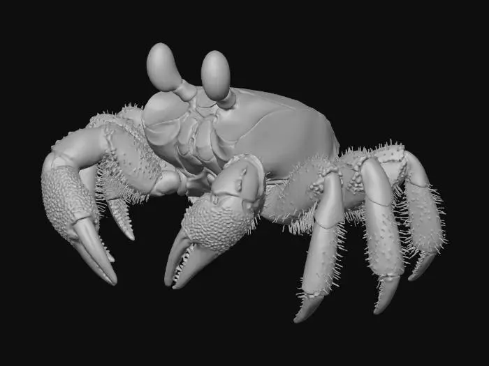 3D model for real Photo of ghost crab with vertically Protruding eyes and yellow coloration with white areas , the style is extremely realistic, the anatomy and limbs are correct and intricately accurate to a real ghost crab