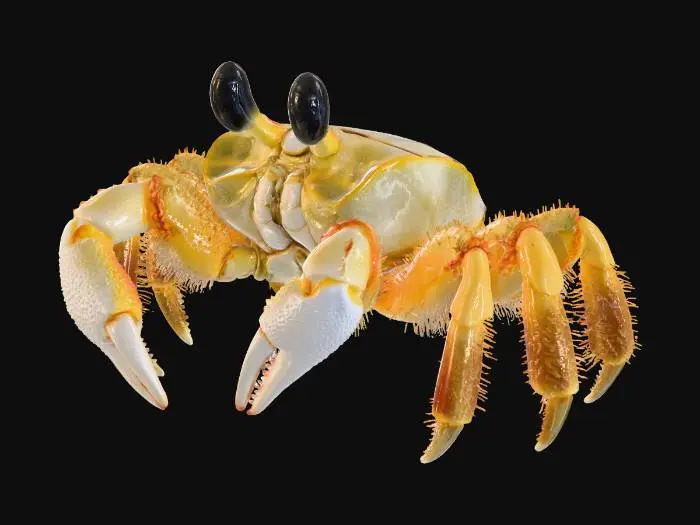 3D model for real Photo of ghost crab with vertically Protruding eyes and yellow coloration with white areas , the style is extremely realistic, the anatomy and limbs are correct and intricately accurate to a real ghost crab