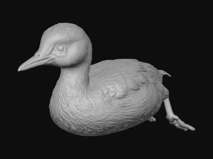 3D model for real image of little grebe