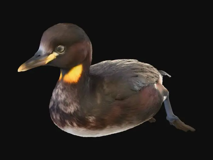 3D model for real image of little grebe