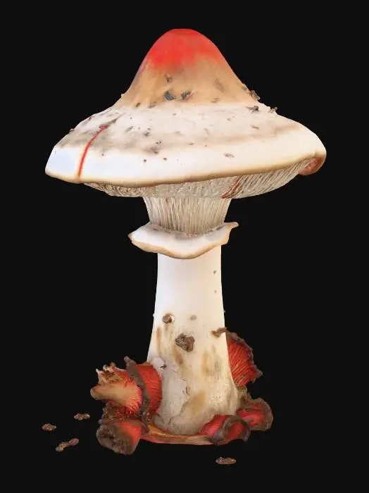 3D model for Super realistic mushroom with intricate gills underneath a conical cap, white and red are the main colors, some signs of decay and dirt on the mushroom