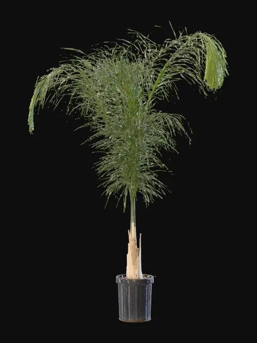 3D model for highly realistic  Palm tree intricate and accurate fronds and leaves detail on stem and trunk