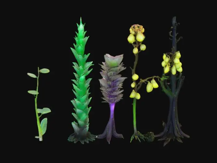3D model for Alien plant “Spineleaf Columnar” shown across its life cycle in a single image strip or sequence: seedling – tiny translucent stalk with two curled glowing leaves; juvenile – 1m tall jade column with spiral ridges and six spine leaves dotted with bioluminescence; mature – 4m segmented violet-green trunk with metallic blade leaves and glowing sap; flowering – stalk split open with golden inner cavity and floating luminous fruits; decay – blackened curling spines, hollow trunk, glowing fruits collapsing into iridescent puddles. Highly detailed, cinematic, sci-fi concept art.