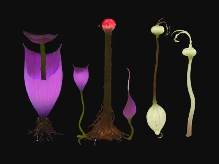 3D model for Alien plant “Veilroot Spire” depicted through five life stages in one continuous sequence: seedling – pale wormlike shoot curling from soil, tipped with a tiny glowing red eye-bud; juvenile – 1m tall, slender stalk wrapped in black tendrils, forming a loose lattice around a pulsing core; mature – 3m spire of braided vines hardened into dark chitin, crown crowned with wide membrane sails glowing violet from within; flowering – sails unfurl into vast translucent curtains that drip luminous nectar and release drifting cloudlets of phosphorescent dust; decay – structure buckles inward, membranes tatter like burnt cloth, core collapses into a molten amber pool seeping into the ground, faint sparks flickering as the last tendrils crumble. Ultra-detailed, eerie alien flora concept art.