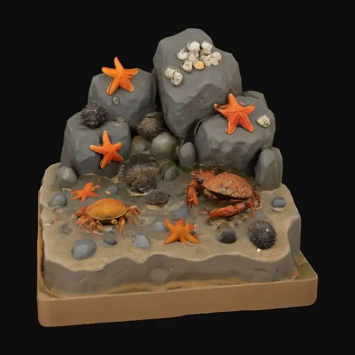 3D model for Tide Pool Harmony, #ocean#