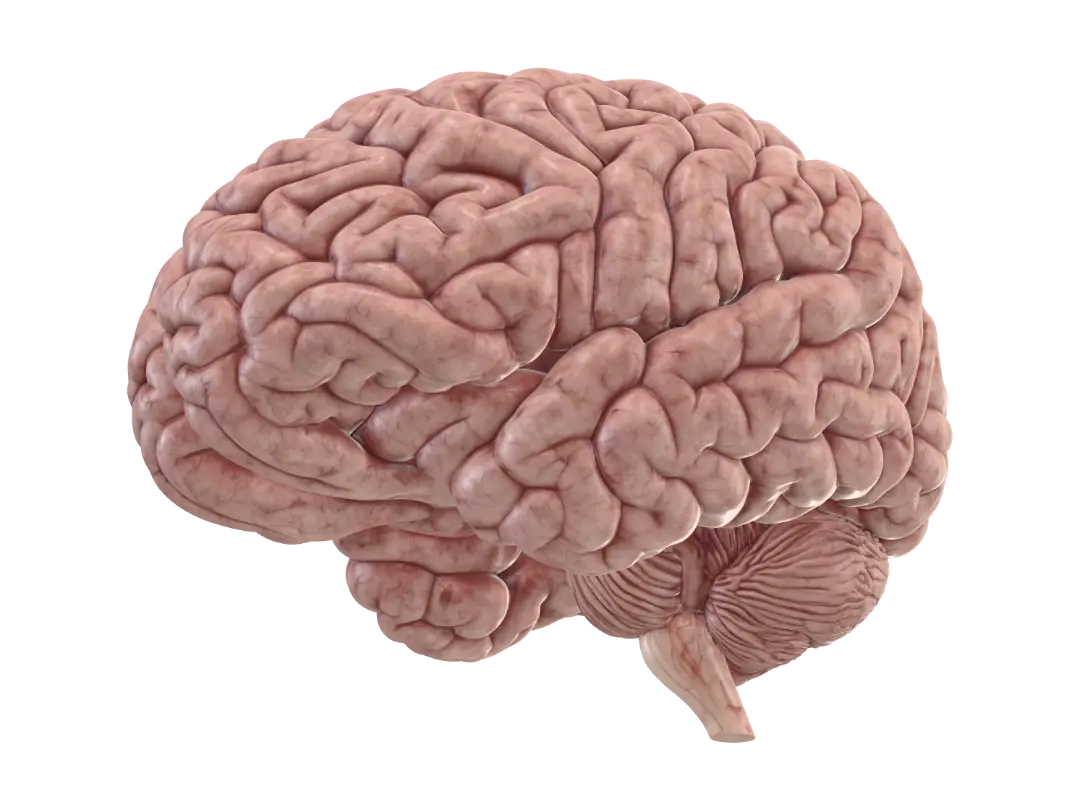 neuron