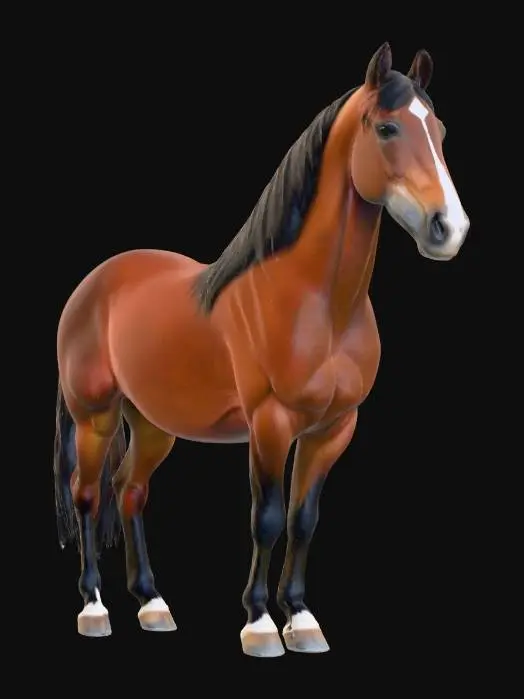 3D model for Majestic Mare