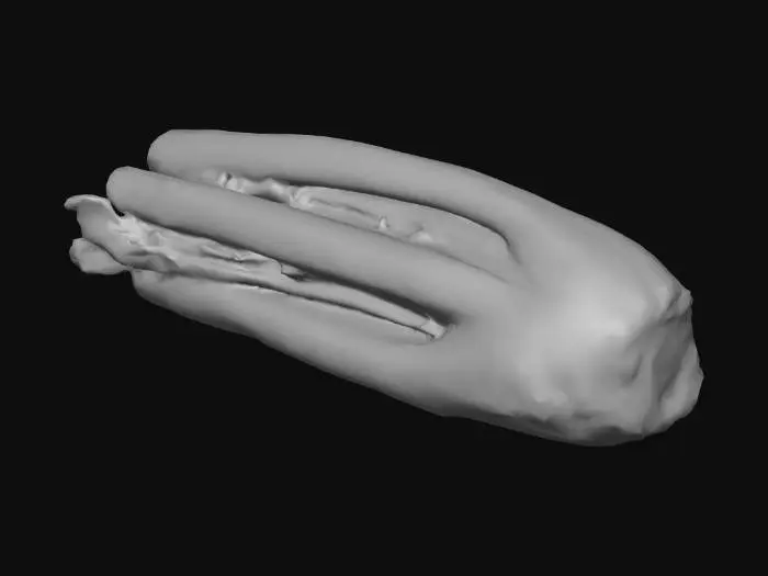 3D model for Celery Stalk