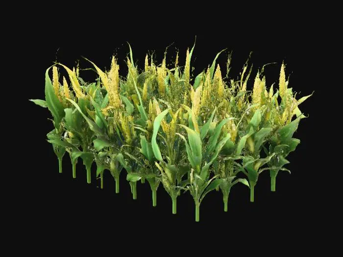 3D model for 帮我生成一片处于成熟期的4*4共16株玉米地的3d模型，每一株玉米的间距不用太密，地面为黑土地，格式为gltf