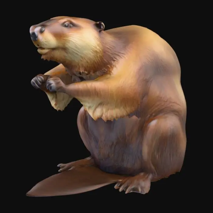 3D model for Beaver's Stance