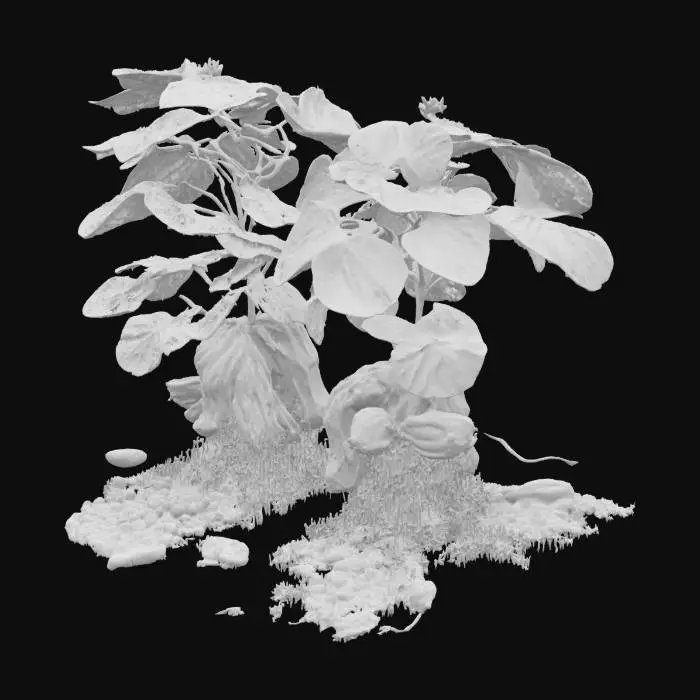 3D model for Peanut Harvest