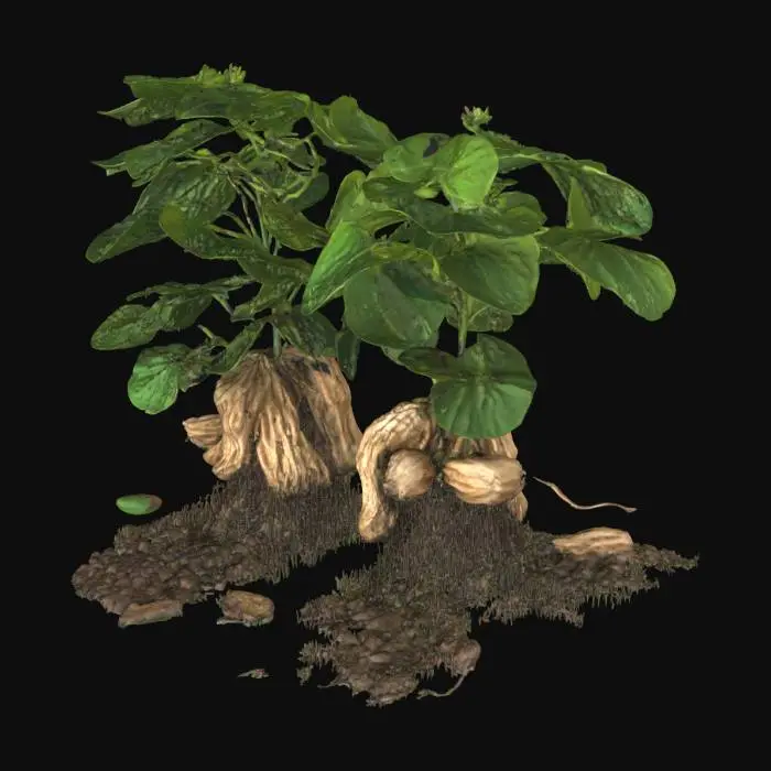 3D model for Peanut Harvest